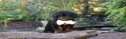 Cavapoo dogs for sale: Lulu - Ad 9