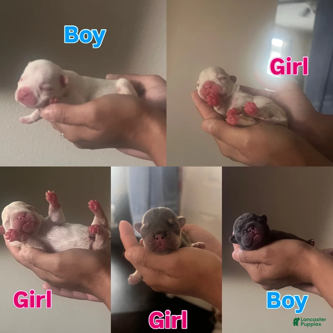 French Bulldog dogs for sale: French Bulldog 5 - Ad 4
