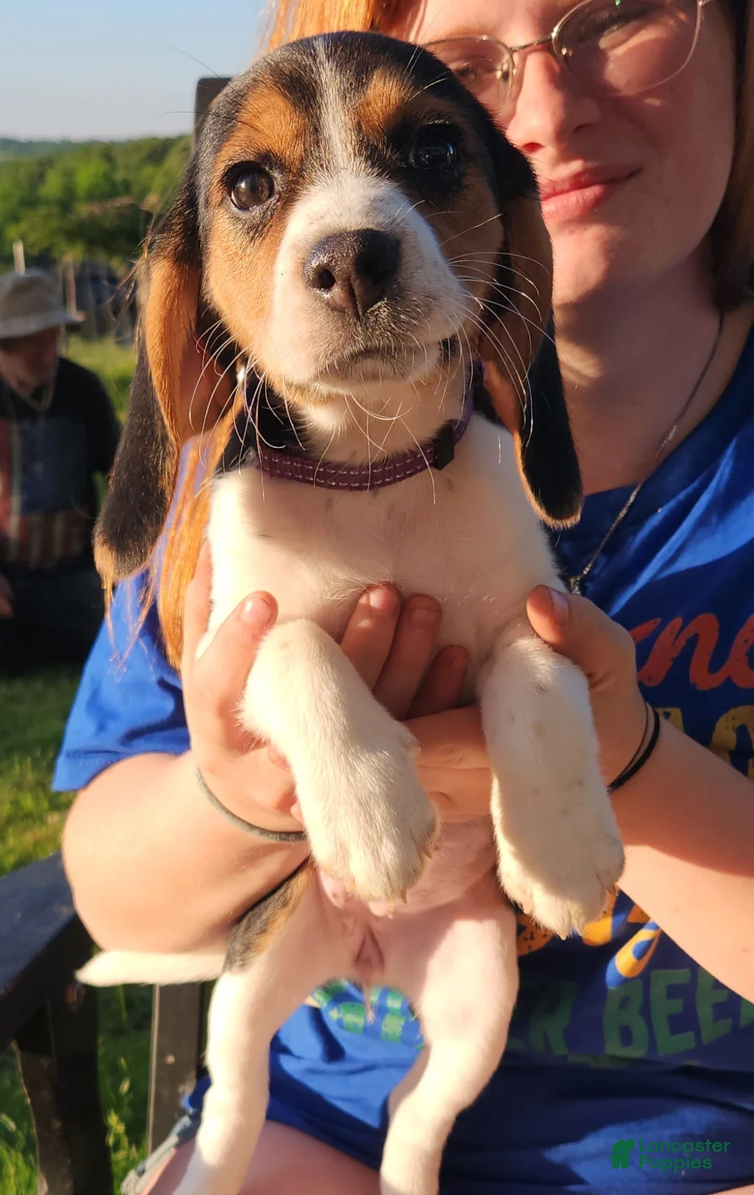 Beagle dogs for sale: Lily - Ad 1