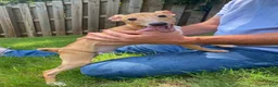 Italian Greyhound dogs for sale: Mr Orange - Ad 3
