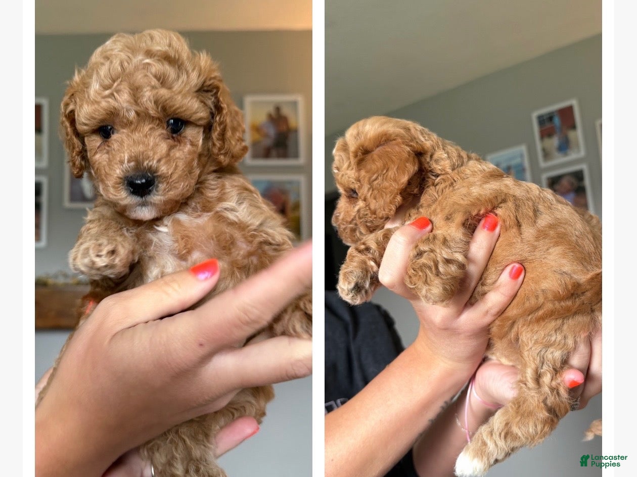 Mini Goldendoodle dogs for sale: Penny - Ad 1