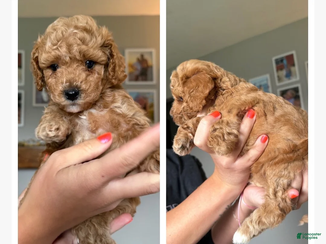 Mini Goldendoodle dogs for sale: Penny - Ad 1
