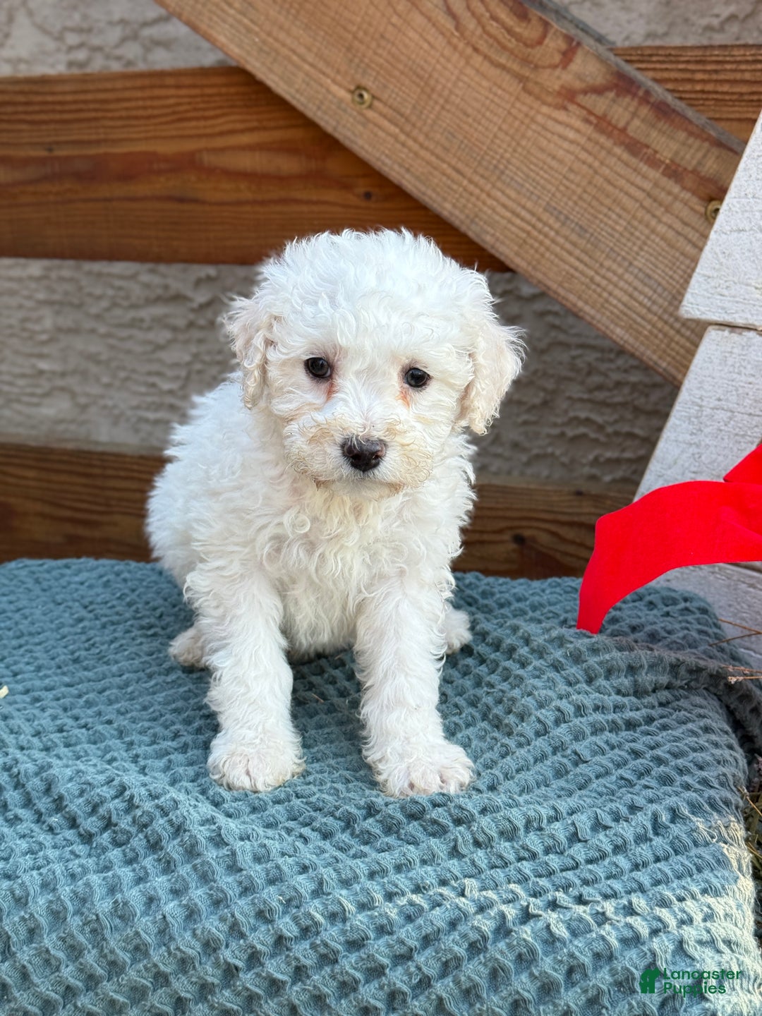 Bichpoo dogs for sale: Audrey - Ad 9