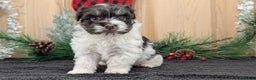 Havanese dogs for sale: Zorro - Ad 2