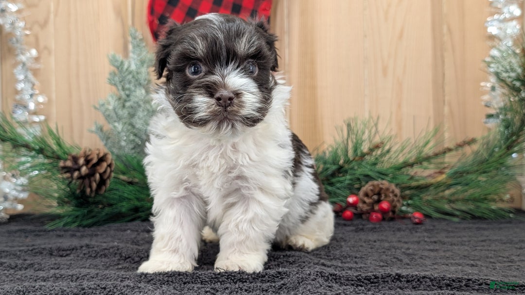 Havanese dogs for sale: Zorro - Ad 2