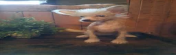 Chinese Crested dogs for sale: Pinky - Ad 5