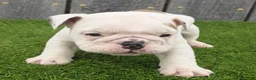 English Bulldog dogs for sale: Diesel - Ad 8