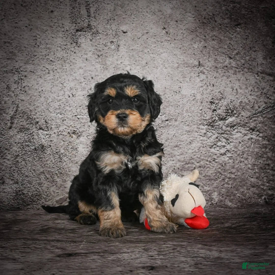 Mini Goldendoodle dogs for sale: Madelyn - Ad 3
