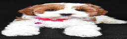 Cavapoo dogs for sale: Beauty f one b - Ad 6