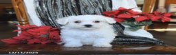 Bichon Frise dogs for sale: Daisy - Ad 5