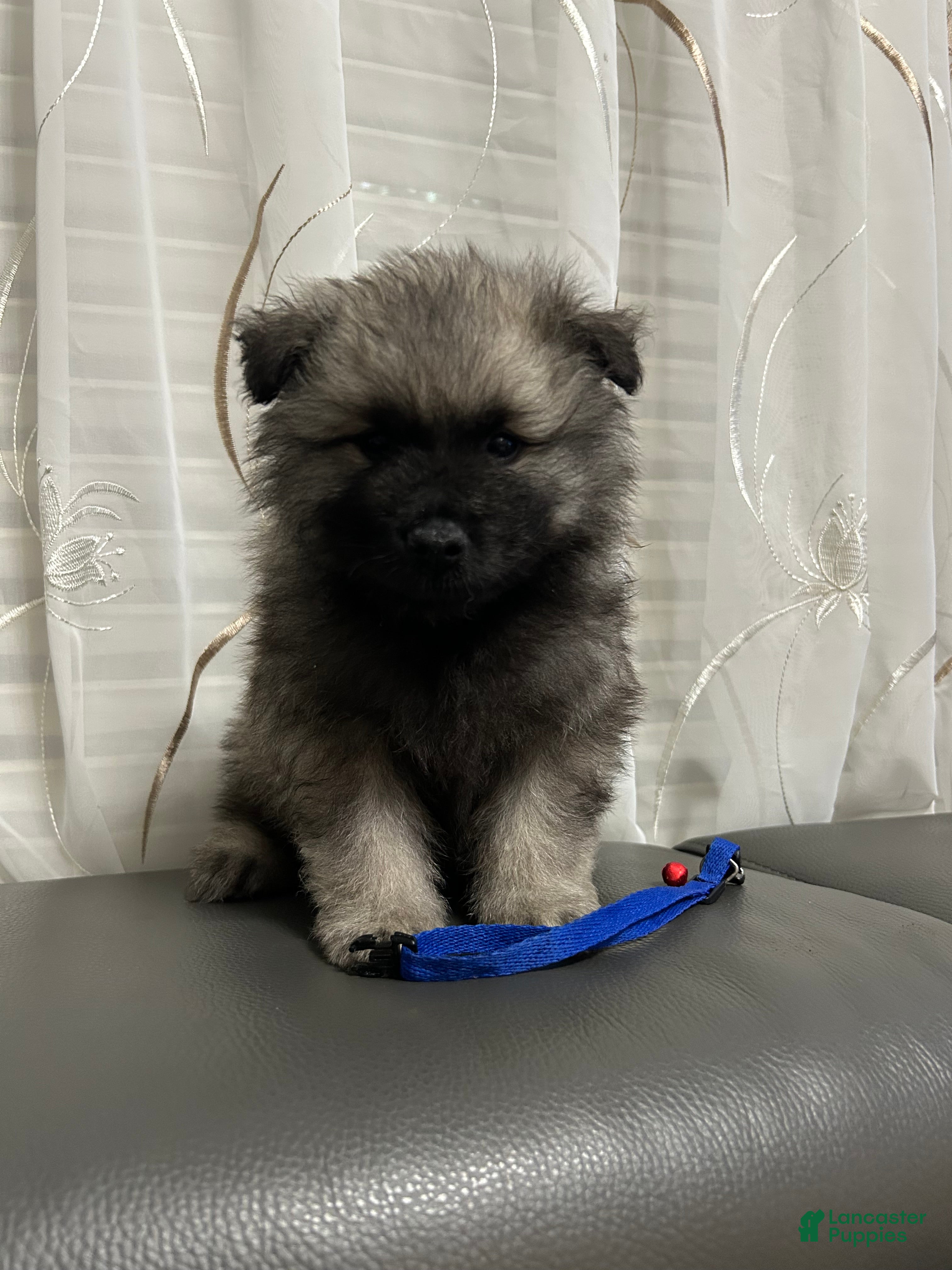 Keeshond dogs Mickey - Ad 8