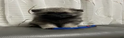Keeshond dogs for sale: Mickey - Ad 4