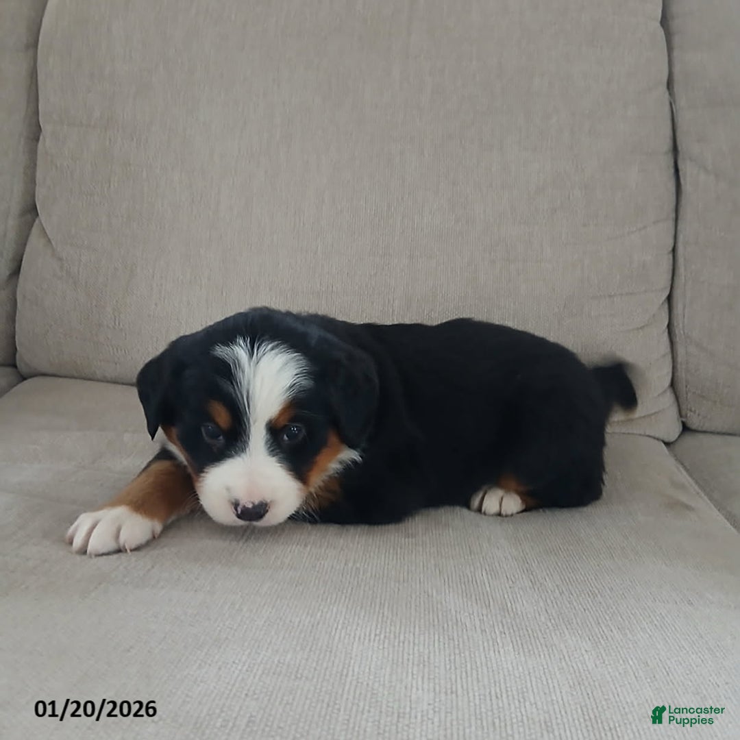 Bernese Mountain Dog dogs for sale: Ivy - Ad 4