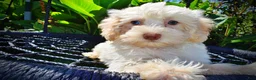 Havapoo dogs for sale: Gabby - Ad 3