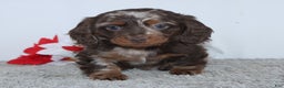 Miniature Dachshund dogs for sale: Jordan - Ad 4