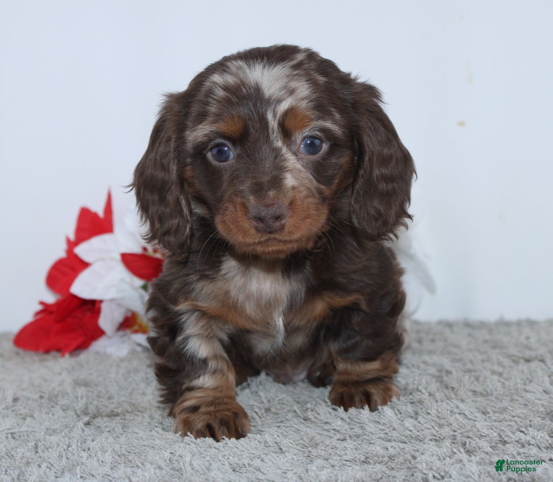 Miniature Dachshund dogs for sale: Jordan - Ad 4