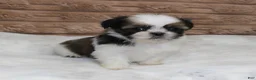 Shih Tzu dogs for sale: Missy - Ad 4