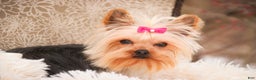 Yorkshire Terrier dogs for sale: Megan - Ad 7