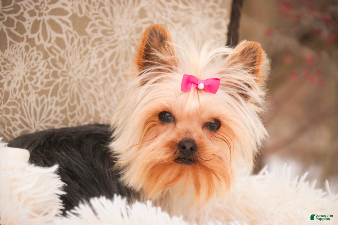 Yorkshire Terrier dogs for sale: Megan - Ad 7