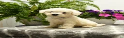 Bichon Frise dogs for sale: Buddy - Ad 1