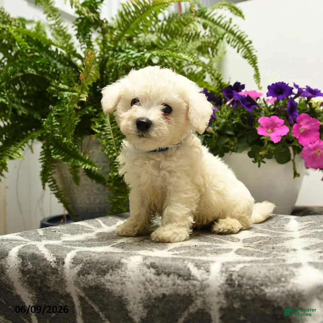 Bichon Frise dogs for sale: Buddy - Ad 1