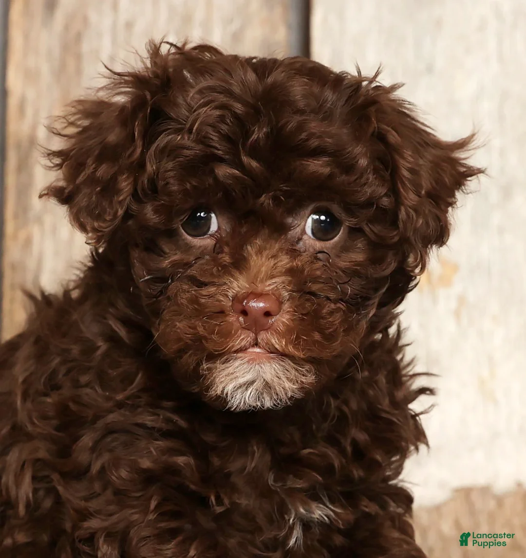 Havapoo dogs for sale: Sasha - Ad 9