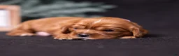 Cavalier King Charles Spaniel dogs for sale: Marie - Ad 3