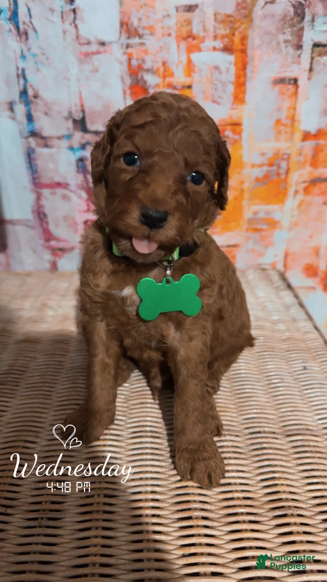 Mini Goldendoodle dogs for sale:  Puppy 7 - Ad 2