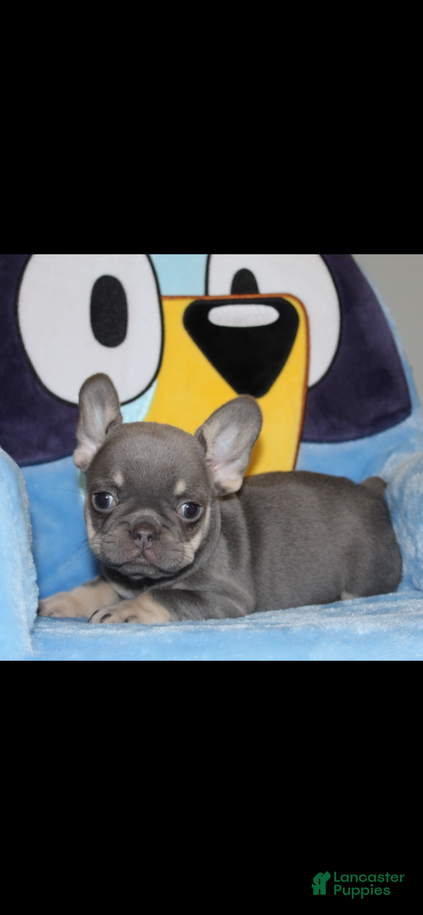 French Bulldog dogs French Bulldog Puppy 4 - Ad 2