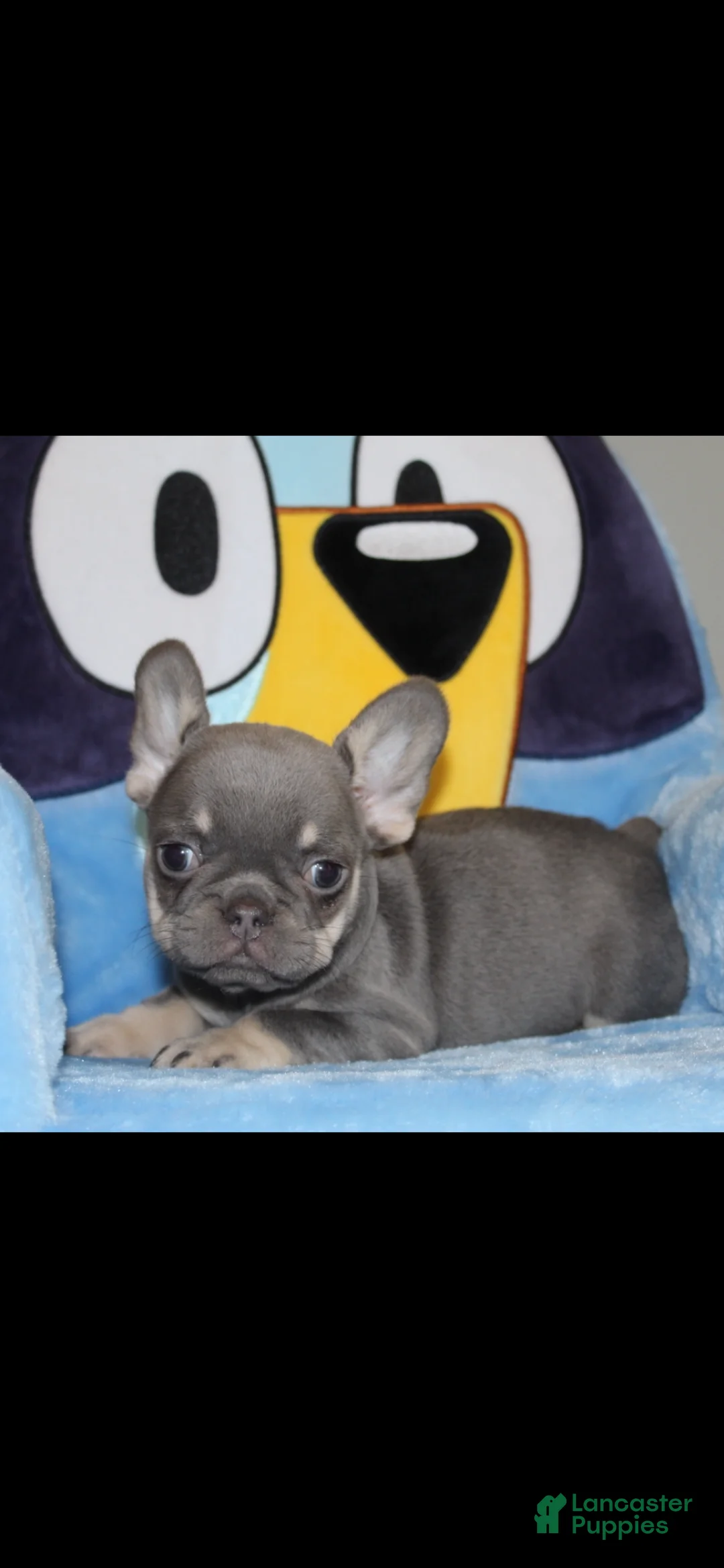 French Bulldog dogs for sale: French Bulldog Puppy 4 - Ad 2