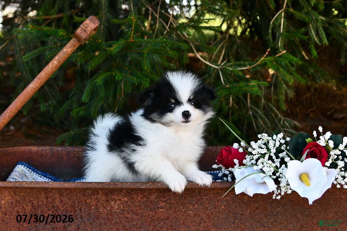 Pomeranian dogs Jet - Ad 1