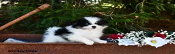 Pomeranian dogs for sale: Jet - Ad 1