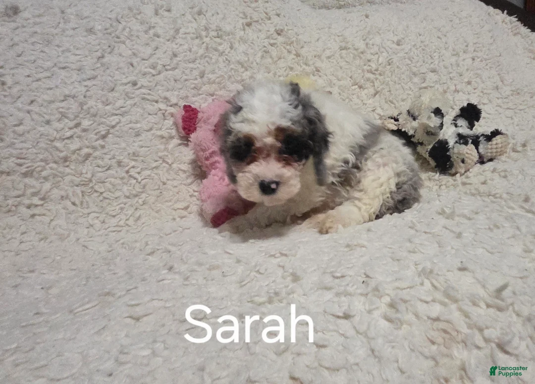 Cockapoo dogs for sale: Sarah - Ad 12