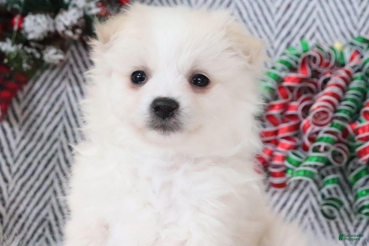 Pomapoo dogs Brady - Ad 10