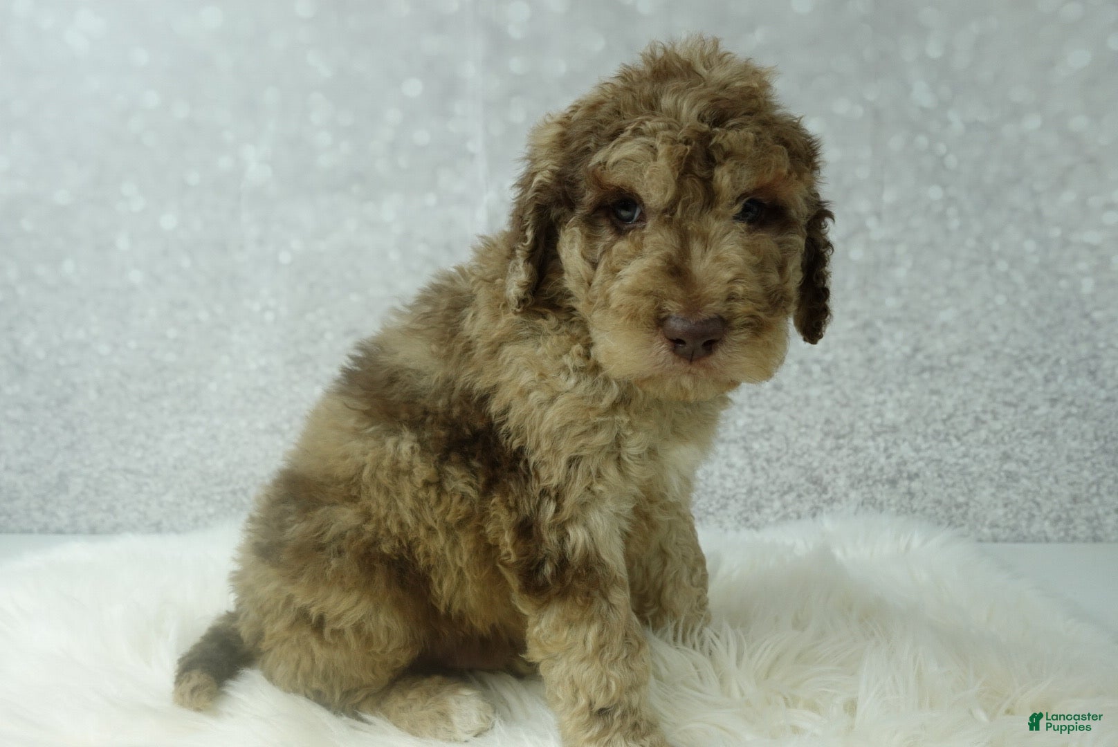 Newfypoo dogs Ross - Ad 10