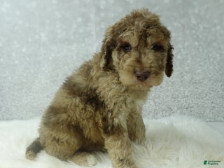 Newfypoo dogs Ross - Ad 10