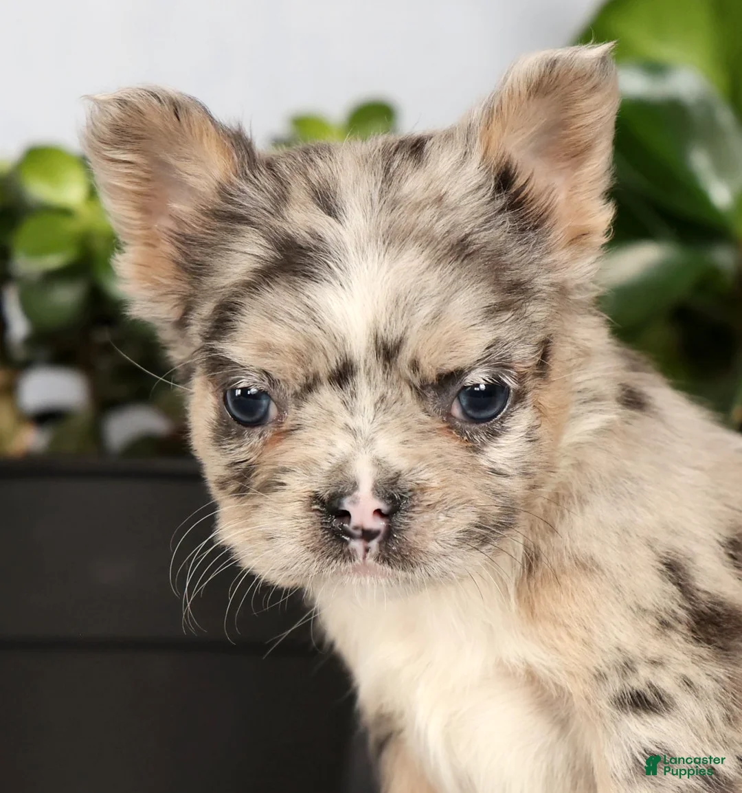 French Bulldog dogs for sale: Nellie - Ad 9