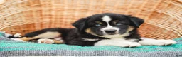 Miniature Australian Shepherd dogs for sale: Miley - Ad 5