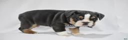 Beabull dogs for sale: Banjo - Ad 11