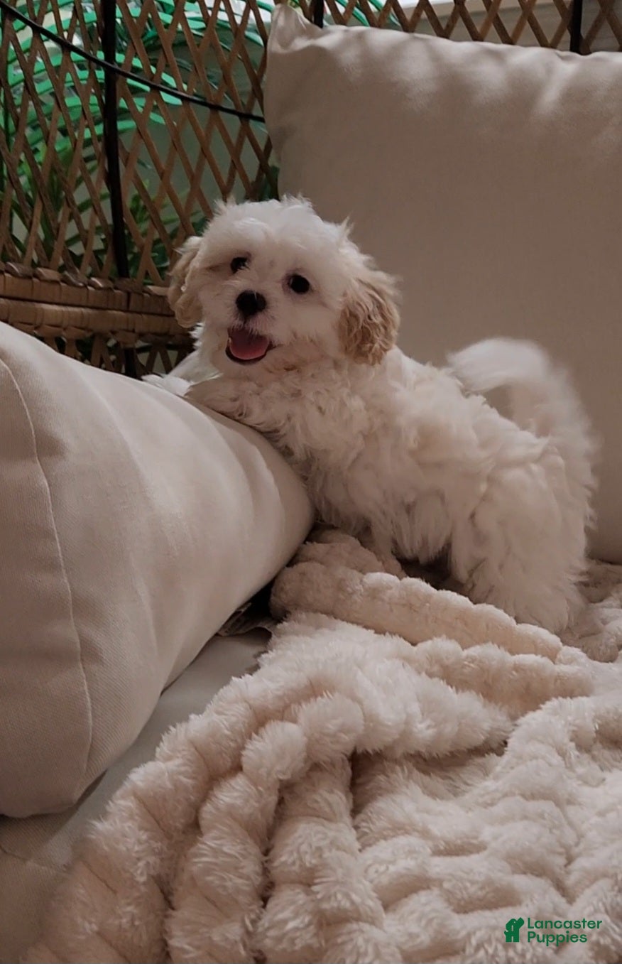 Shihpoo dogs for sale: Duke (Mr. Blue) - Ad 7