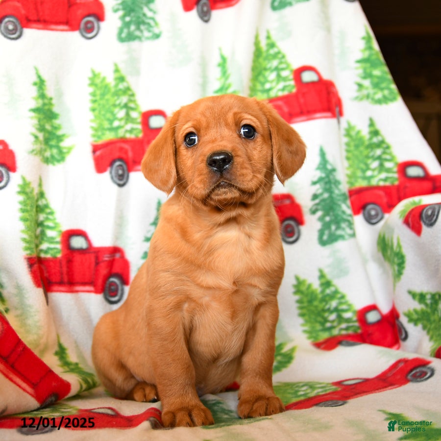 Mixed Breed dogs Ripley - Ad 7