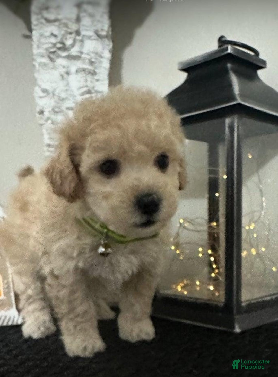 Maltipoo dogs for sale: Sam - Ad 15