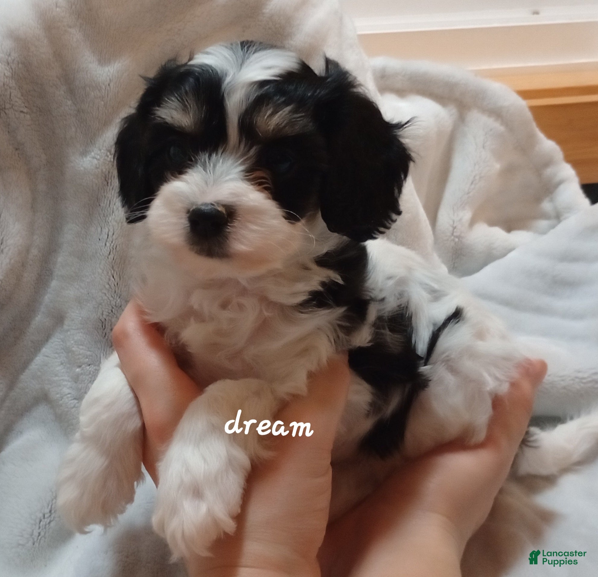 Cavapoo dogs Apollo - Ad 1