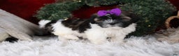 Shih Tzu dogs for sale: Rosie - Ad 6