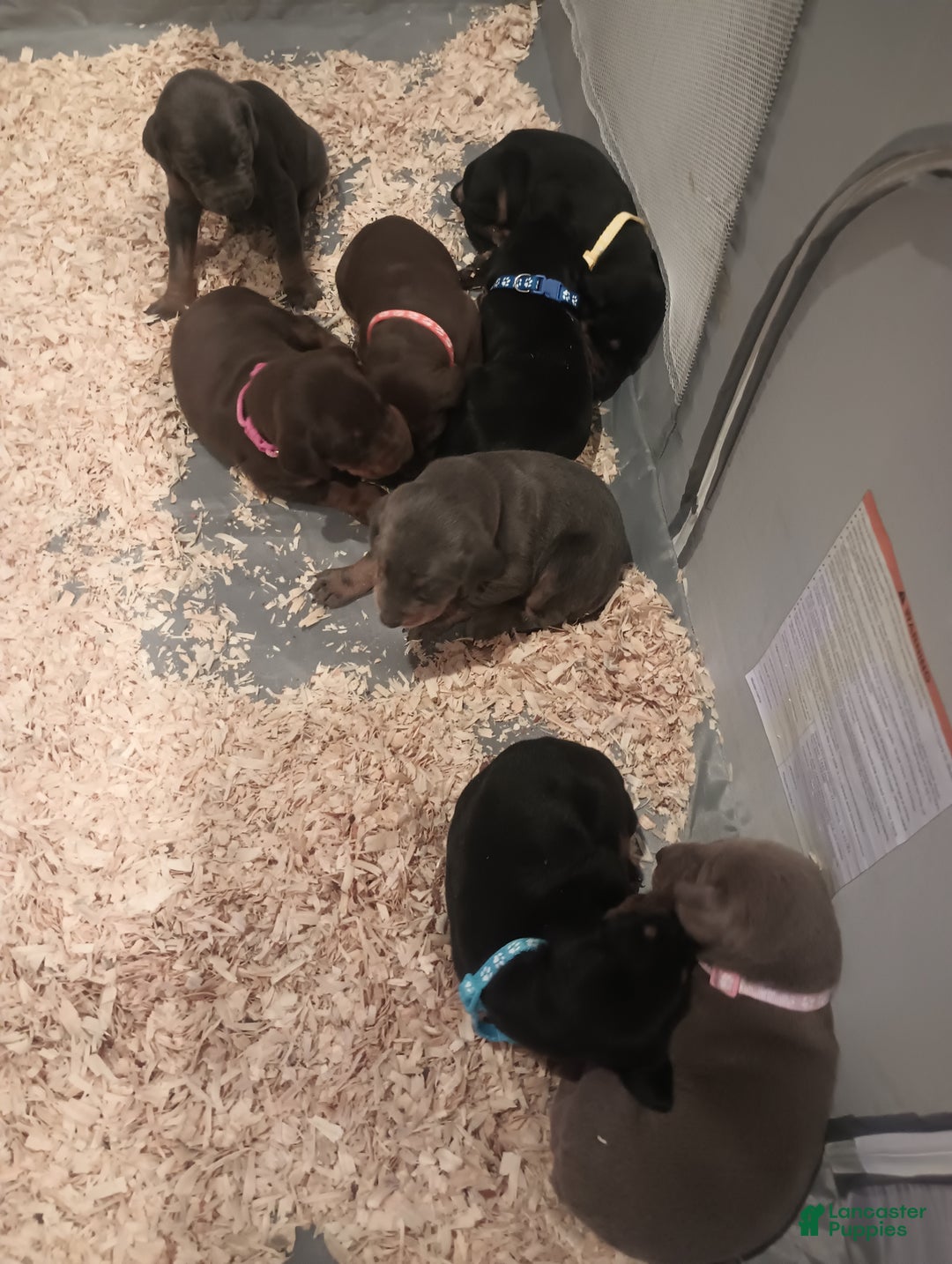 Doberman Pinscher dogs for sale: Bandit  - Ad 2