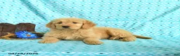 Goldendoodle dogs for sale: Mitzy - Ad 2