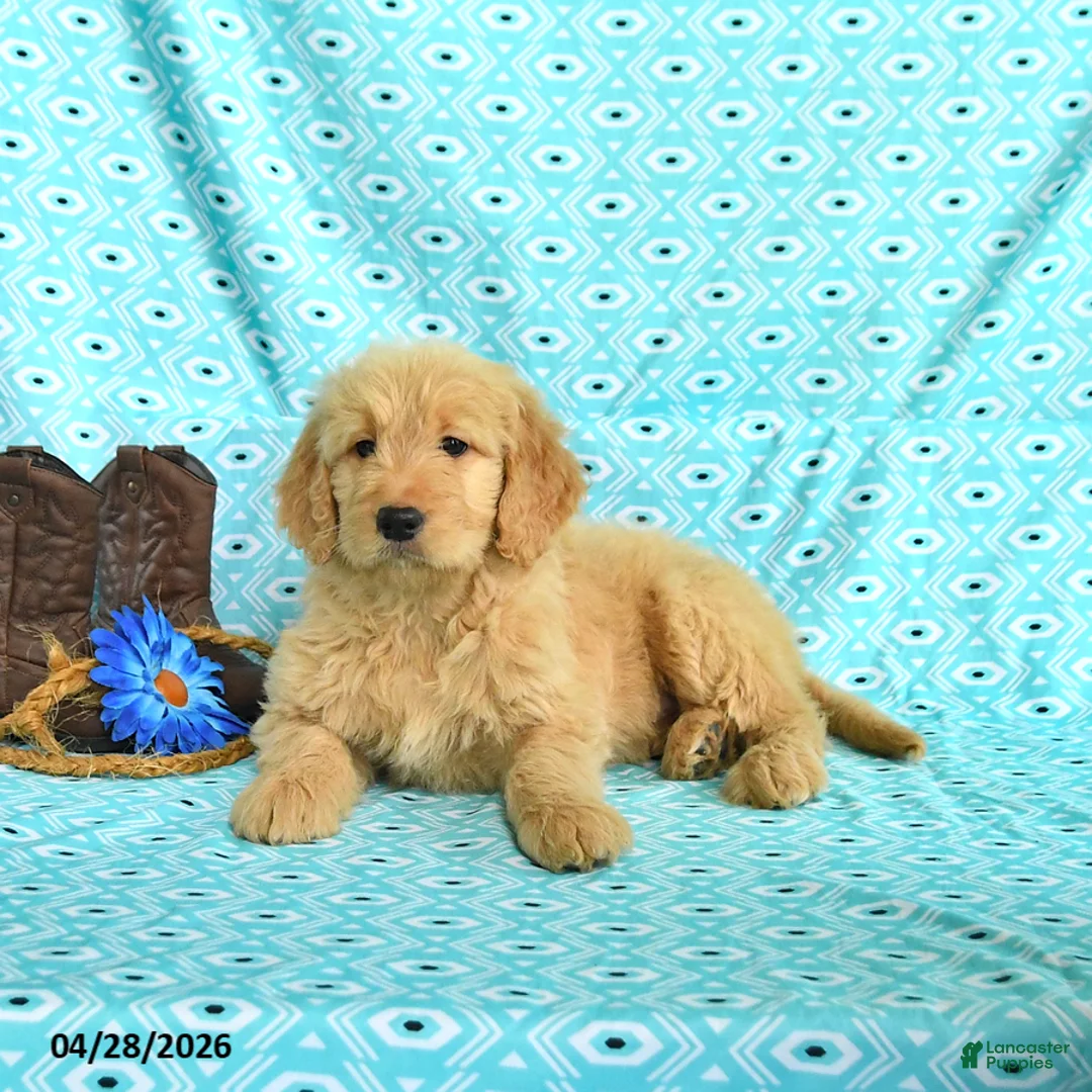Goldendoodle dogs for sale: Mitzy - Ad 2