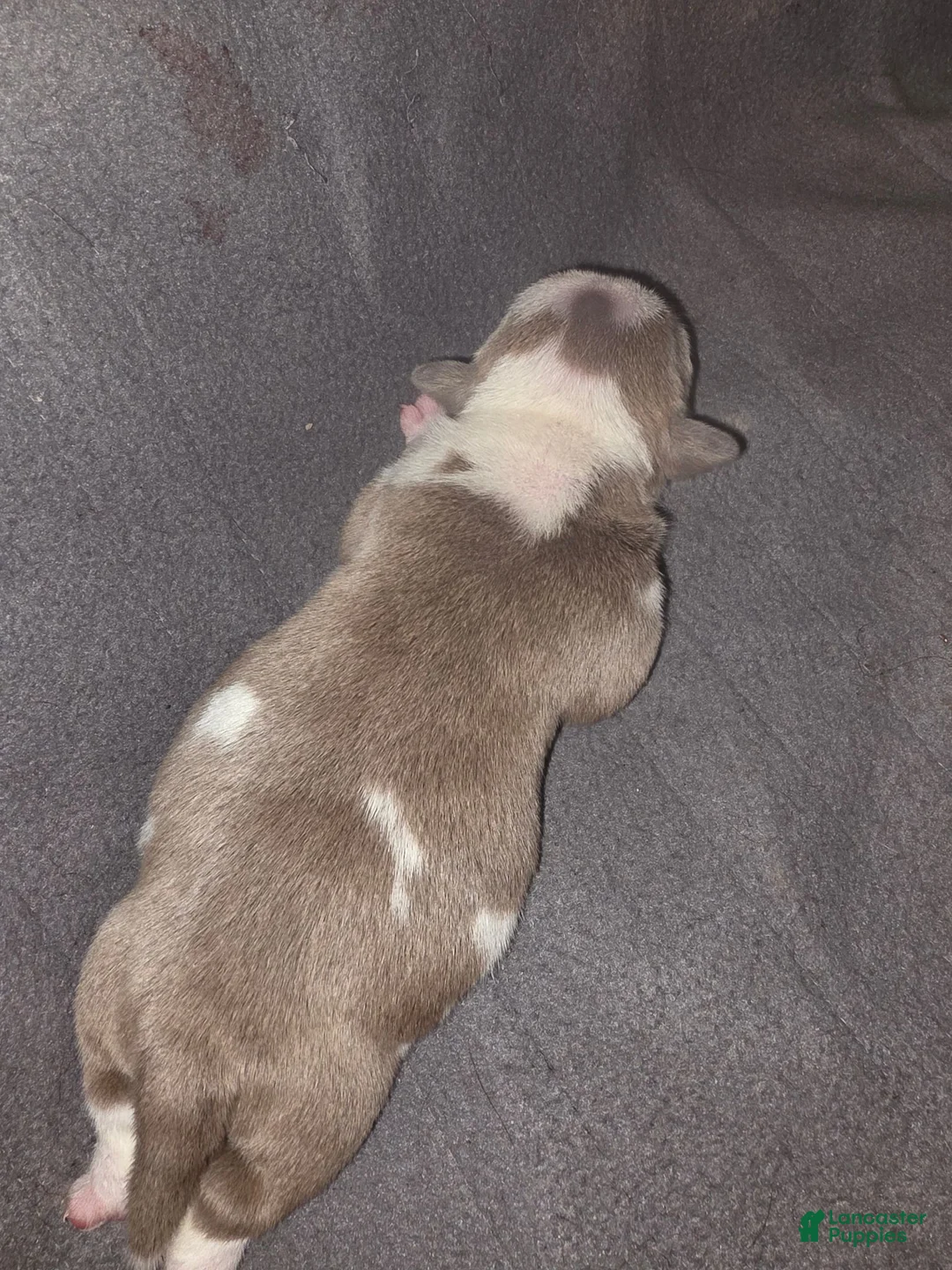 American Bully dogs for sale: American Bully 1 - Ad 1