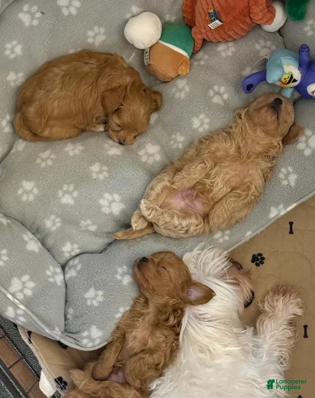 Maltipoo dogs for sale: Dave - Ad 18