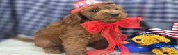 Cockapoo dogs for sale: Milan - Ad 27